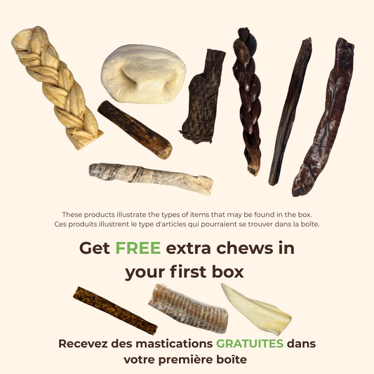 Senior & Light Chewer Box